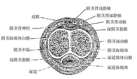 男人 陰莖|人體解剖學/男性生殖器